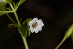 Florida hedgehyssop